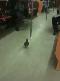 Ula��m i�in Metro kullanan g�vercin